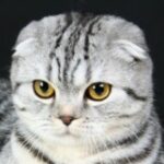 Profile photo of russianladycat