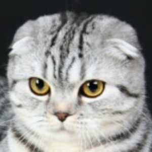 Profile photo of russian_lady_cat